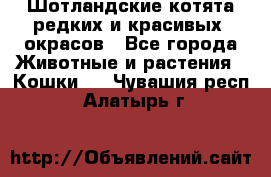 Шотландские котята редких и красивых  окрасов - Все города Животные и растения » Кошки   . Чувашия респ.,Алатырь г.